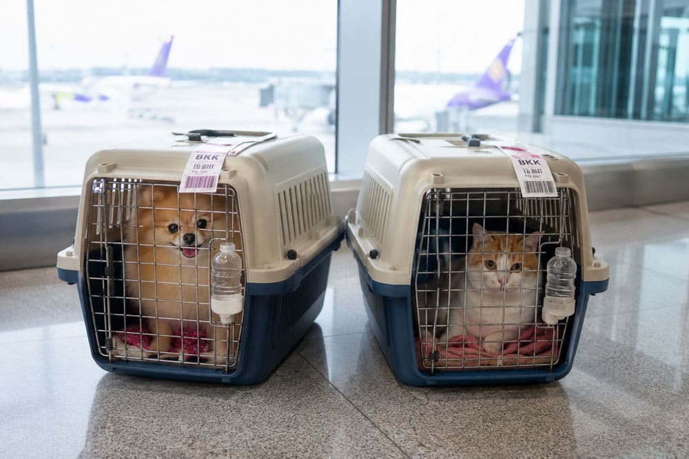 Partir en Thaïlande avec son chien ou son chat