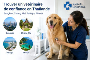 Trouver un vétérinaire de confiance en Thaïlande : Bangkok, Chiang Mai, Pattaya, Phuket